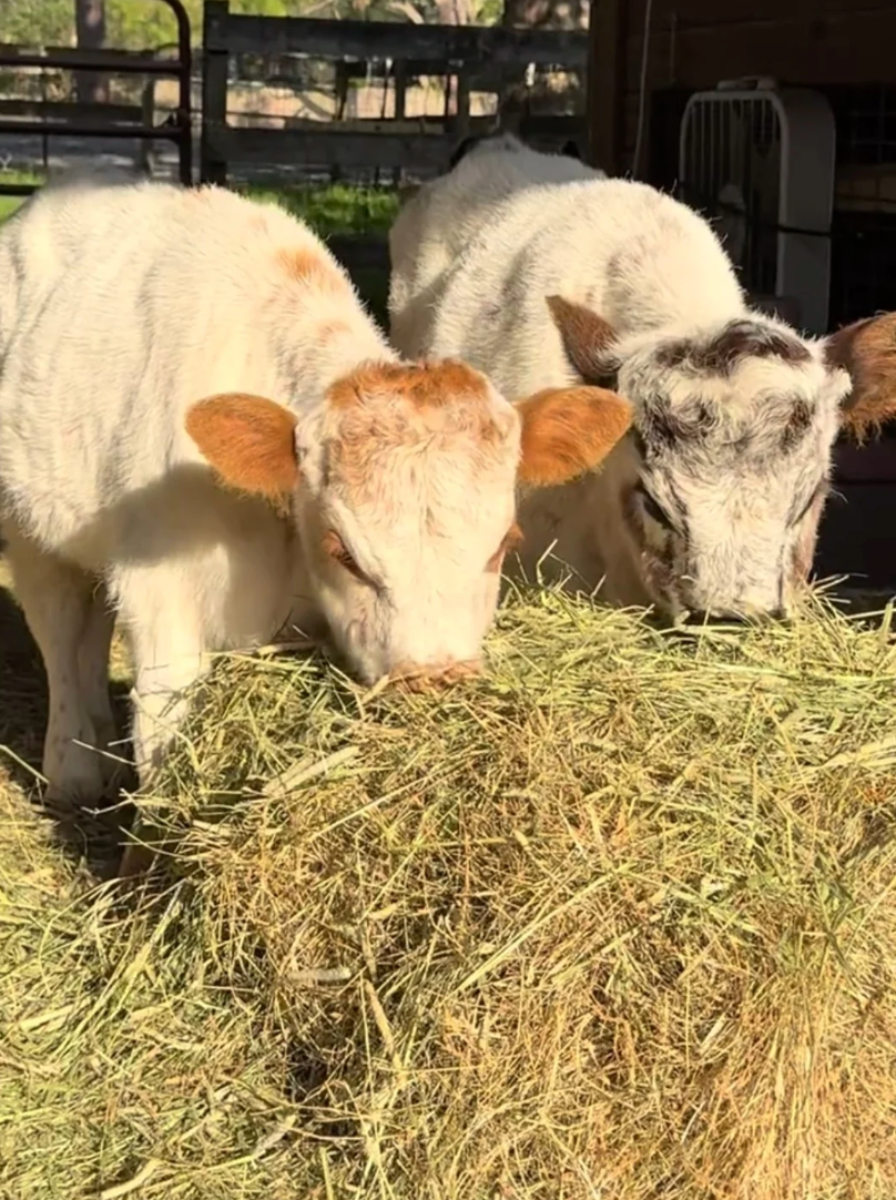 Notre ferme en photos